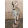 Image 3 : Life-sized Southern BUSH DUIKER or COMMON DUIKER on a Natural Base