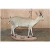 Image 4 : Life-sized Southern BUSH DUIKER or COMMON DUIKER on a Natural Base