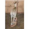 Image 5 : Life-sized Southern BUSH DUIKER or COMMON DUIKER on a Natural Base