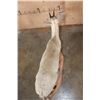 Image 6 : Life-sized Southern BUSH DUIKER or COMMON DUIKER on a Natural Base
