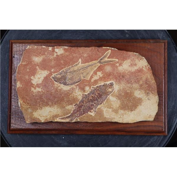 2 DIPLOMYSTUS DENTATUS Fossil Fish Specimen from the Green River Formation in Wyoming