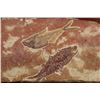 Image 3 : 2 DIPLOMYSTUS DENTATUS Fossil Fish Specimen from the Green River Formation in Wyoming