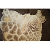 Image 3 : GIRAFFE Back Hide