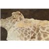Image 4 : GIRAFFE Back Hide