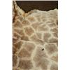Image 7 : GIRAFFE Back Hide