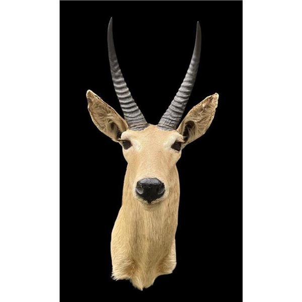 Big African SOUTHERN REEDBUCK Shoulder Mount
