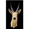 Image 1 : Big African SOUTHERN REEDBUCK Shoulder Mount