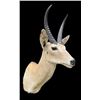Image 2 : Big African SOUTHERN REEDBUCK Shoulder Mount