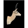 Image 3 : Big African SOUTHERN REEDBUCK Shoulder Mount