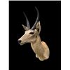 Image 4 : Big African SOUTHERN REEDBUCK Shoulder Mount