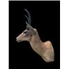 Image 5 : Big African SOUTHERN REEDBUCK Shoulder Mount
