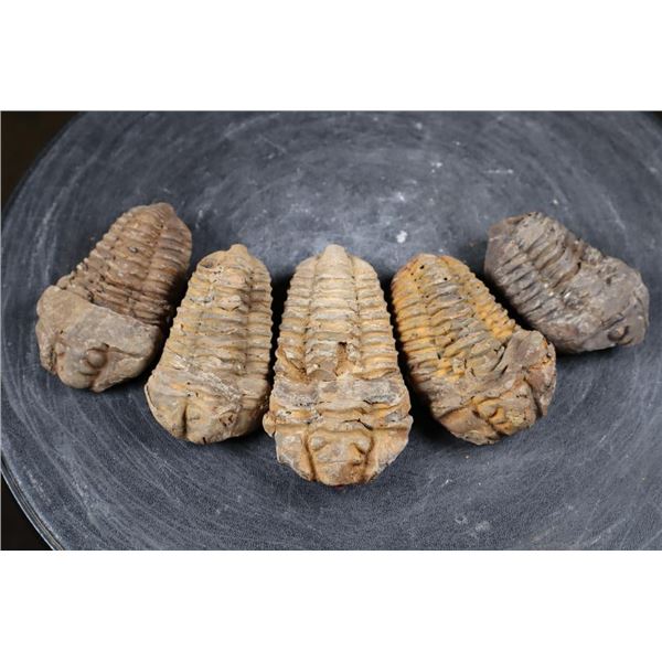(5) Big TRILOBITE Fossil Specimens