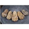 Image 1 : (5) Big TRILOBITE Fossil Specimens