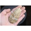 Image 2 : (5) Big TRILOBITE Fossil Specimens