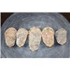Image 4 : (5) Big TRILOBITE Fossil Specimens