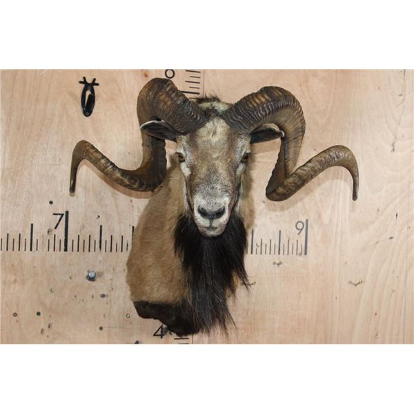Big CORSICAN SHEEP Ram Shoulder Mount