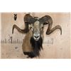 Image 1 : Big CORSICAN SHEEP Ram Shoulder Mount