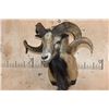 Image 2 : Big CORSICAN SHEEP Ram Shoulder Mount
