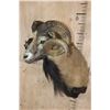 Image 3 : Big CORSICAN SHEEP Ram Shoulder Mount