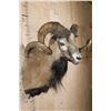 Image 4 : Big CORSICAN SHEEP Ram Shoulder Mount
