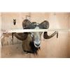 Image 5 : Big CORSICAN SHEEP Ram Shoulder Mount