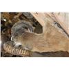 Image 6 : Big CORSICAN SHEEP Ram Shoulder Mount