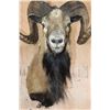 Image 7 : Big CORSICAN SHEEP Ram Shoulder Mount