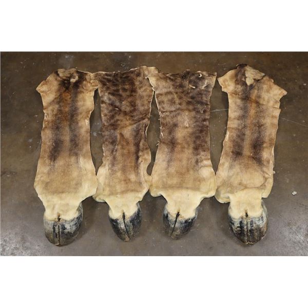 Set of (4) GIRAFFE Hooves on Giraffe Leg Hide