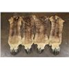Image 1 : Set of (4) GIRAFFE Hooves on Giraffe Leg Hide