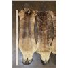 Image 2 : Set of (4) GIRAFFE Hooves on Giraffe Leg Hide