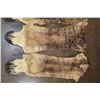 Image 3 : Set of (4) GIRAFFE Hooves on Giraffe Leg Hide