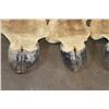 Image 4 : Set of (4) GIRAFFE Hooves on Giraffe Leg Hide