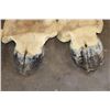 Image 5 : Set of (4) GIRAFFE Hooves on Giraffe Leg Hide