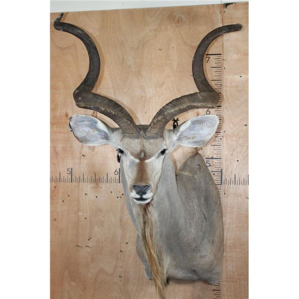 XL KUDU Shoulder Mount with a Small 3rd Horn Between the Eyes