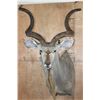 Image 1 : XL KUDU Shoulder Mount with a Small 3rd Horn Between the Eyes