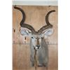 Image 2 : XL KUDU Shoulder Mount with a Small 3rd Horn Between the Eyes