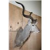 Image 3 : XL KUDU Shoulder Mount with a Small 3rd Horn Between the Eyes