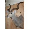 Image 4 : XL KUDU Shoulder Mount with a Small 3rd Horn Between the Eyes