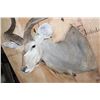 Image 5 : XL KUDU Shoulder Mount with a Small 3rd Horn Between the Eyes