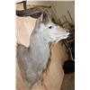 Image 6 : XL KUDU Shoulder Mount with a Small 3rd Horn Between the Eyes
