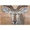 Image 7 : XL KUDU Shoulder Mount with a Small 3rd Horn Between the Eyes