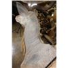 Image 9 : XL KUDU Shoulder Mount with a Small 3rd Horn Between the Eyes