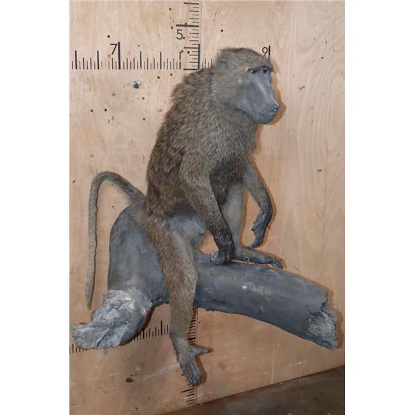 Life-sized BABOON on a Tree Log Wall Base