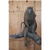 Image 2 : Life-sized BABOON on a Tree Log Wall Base