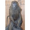 Image 5 : Life-sized BABOON on a Tree Log Wall Base