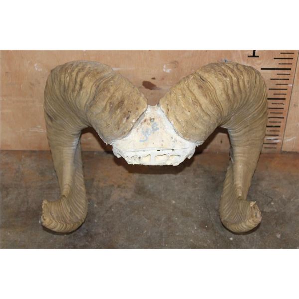 *TEXAS RESIDENTS ONLY* ARGALI Horns on a Skull Cap