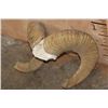 Image 3 : *TEXAS RESIDENTS ONLY* ARGALI Horns on a Skull Cap