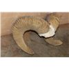 Image 4 : *TEXAS RESIDENTS ONLY* ARGALI Horns on a Skull Cap