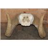 Image 5 : *TEXAS RESIDENTS ONLY* ARGALI Horns on a Skull Cap