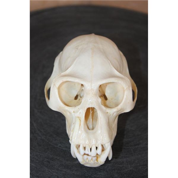COLOBUS MONKEY Skull